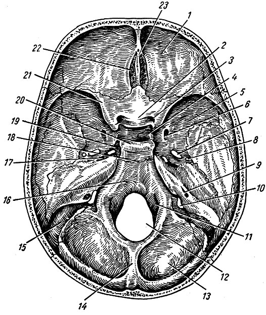 Рис. 46. Внутреннее основание черепа. 1 - pars orbitalis ossis frontalis; 2 - tuberculum sellae; 3 - canalis opticus; 4 - fossa hypophysialis; 5 - ala major ossis sphenoidalis; 6 - foramen rotundum; 7 - foramen ovale; 8 - foramen spinosum; 9 - porus acusticus internus; 10 - foramen jugulare; 11 - canalis hypoglossi; 12 - foramen magnum; 13 - squama ossis occipitalis; 14 - crista occipitalis interna; 15 - sulcus sinus sigmoidei; 16 - clivus; 17 - impressio trigemini;	18 - synostosis sphenooccipitalis; 19 - sulcus caroticus; 20 - dorsum sellae; 21 - ala minor; 22 - lamina cribrosa ossis ethmoidalis; 23 - crista galli