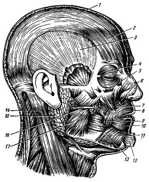Рис. 70. Мышцы головы. 1 - сухожильный шлем; 2 - лобное брюшко надчерепной мышцы; 3 - височная фасция; 4 - круговая мышца глаза; 5,6 - мышца, поднимающая верхнюю губу; 7 - клыковая мышца; 8, 10 - круговая мышца рта; 9 - мышца, опускающая угол рта; 11 - мышца, опускающая нижнюю губу; 12 - подбородочная мышцам 13 - щечная мышца; 14 - грудино-ключично - сосцевидная мышца; 15 - околоушная слюнная железа; 16 - проток околоушной слюнной железы; 17 - жевательная мышца
