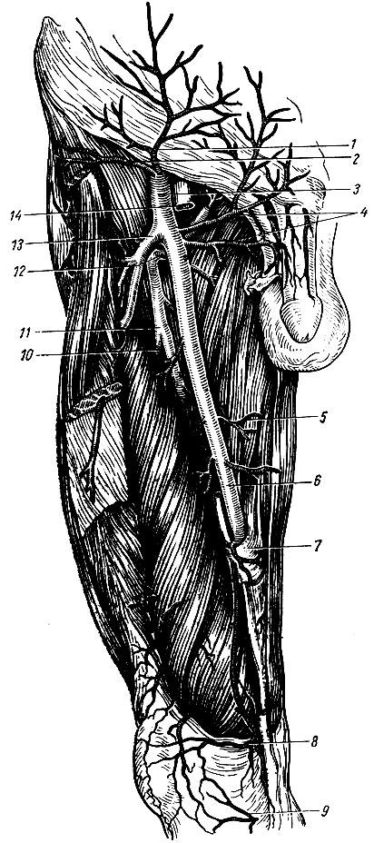Рис. 166. Сосуды бедра (вид спереди). 1 - a. epigastrica superficialis; 2 - a. circumflexa ilium superficialis; 3 - a. femoralis; 4 - aa. pudendae ext; 5 - rami musculares; 6 - a. femoralis; 7 - lamina vastoadductoria; 8 - a. genus descendens; 9 - a. genus inferior medialis; 10 - a. perforans; 11 - a. profunda femoris; 12 - a. circumflexa femoris medialis; 13 - a. circumflexa femoris lateralis; 14 - v. femoralis