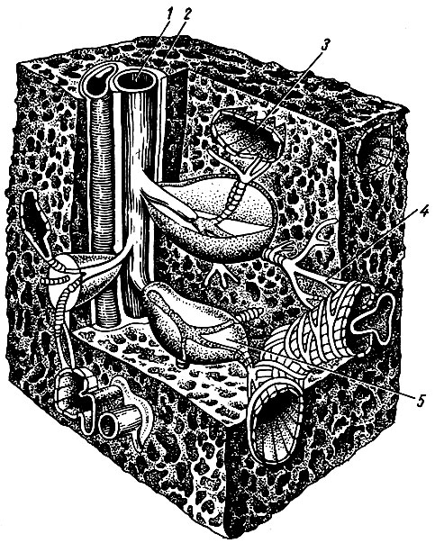 Рис. 188. Строение селезенки (схема). 1 - артерия; 2 - трабекула; 3 - венозный синус; 4 - переход артериального капилляра в венозный синус; 5 - белая пульпа