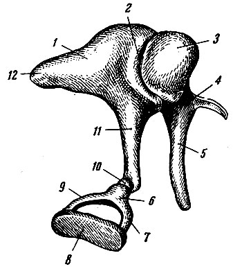 Рис. 268. Слуховые косточки. 1 - incus; 2 - сочленение incus и malleus; 3 - caput mallei; 4 - collum mallei; 5 - manubrium mallei; 6 - caput stapedis; 7,9 - ножки стремени; 8 - основание стремени; 10 - processus lenti-cularis на конце длинной ножки наковальни для сочленения с головкой стремени; 11 - crus longum наковальни; 12 - crus breve наковальни