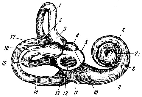 Рис. 269. Костный лабиринт снаружи. 1 - canalis semicircularis anterior; 2 - crus commune; 3 - ampulla ossea; 4 - recessus ellipticus; 5 - reccessus sphericus; 6 - верхушка улитки; 7 - средний завиток улитки; 8 - верхний завиток улитки; 9 - основной завиток улитки; 10 - местоположение crista vestibularis; 11 - fenestra cochleae; 12 - fenestra vestibuli; 13 - ampulla ossea posterior; 14 - canalis semicircularis posterior; 15 - crus simplex canalis lateralis; 16 - canalis semicircularis lateralis; 17 - ampulla ossea lateralis
