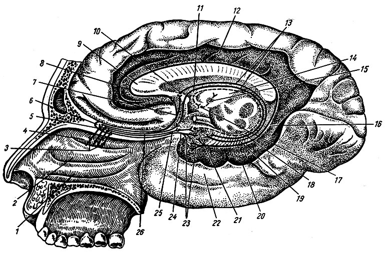 Рис. 274. Схема обонятельных путей (по Р. Д. Синельникову). 1 - concha nasalis inferior; 2 - concha nasalis media; 3 - fila olfactoria; 4 - concha nasalis superior; 5 - нервные клетки в bulbus olfactorius; 6 - bulbus olfactorius; 7,8 - обонятельный путь от bulbus olfactorius; 9 - genu coproris callosi; 10 - нервные клетки в извилине, расположенной под corpus callosum; 11 - fornix; 12 - gyrus cinguli; 13 - волокна fornix, идущие в hippocampus; 14 - thalamus; 15 - tractus mamillothalamicus; 16 - isthmus gyri cinguli; 17 - corpus mamillare; 18 - волокна, идущие от uncus k corpus mamillare; 19 - gyrus dentatus; 20 - gyrus parahipocampalis; 21 - uncus; 22 - lobus temporalis; 23 - область обонятельного анализатора коры. 24, 25 - обонятельный путь; 26 - tractus olfactorius