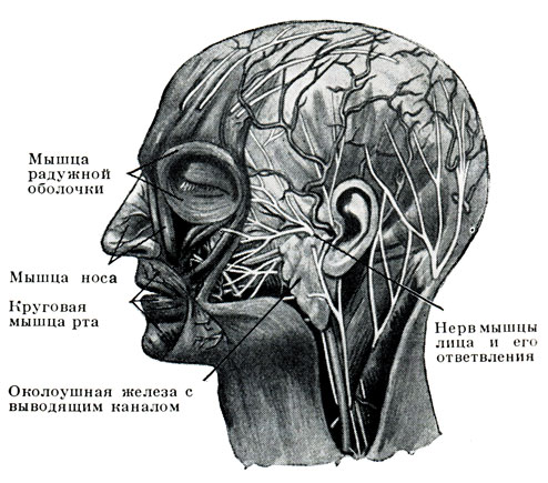 Рис. 312. Мышцы и нервы лица