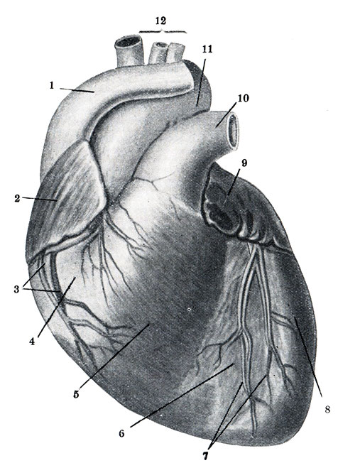 Рис. 313. Сердце