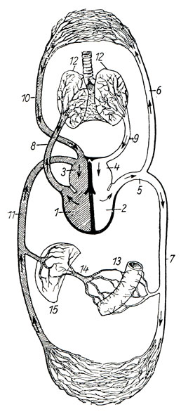 Рис. 315. Кровообращение  1 и 2 правый и левый желудочки, сердца, 3 и 4 правое и левое предсердие, 5 аорта с артериями головы, 6 рук и 7 нижней части живота и ног, 8 легочная артерия, 9 легочные вены, 10 верхняя и 11 нижняя полые вены, 12 волосяные сосуды {капилляры) в легких, 13 капилляры органов пищеварения, 14 воротная вена, 15 Волосяные сосуды (капилляры) в печени