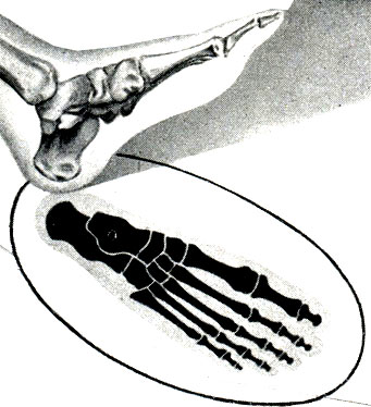 Рис. 405. Кости ступни