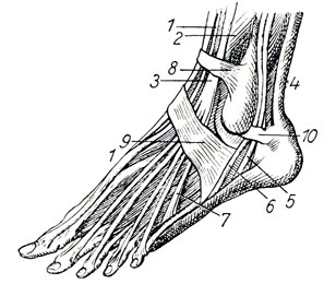 Рис. 408. Сухожилия, переходящие в мышцы ноги, которые служат движениям ступни 1 — Длинное сухожилие разгибающее большой палец; 3 — Соединение длинных сухожилий и (2-их мышца); 4 — Ахилово сухожилие; 5, 6, 7 — Сухожилия икроножных мышц; 8 — Поперечная связка голени; 9 — Крестообразная связка; 10 — Сухожильное влагалище внешней щиколотки;