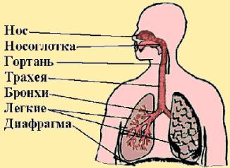 органы дыхания человека