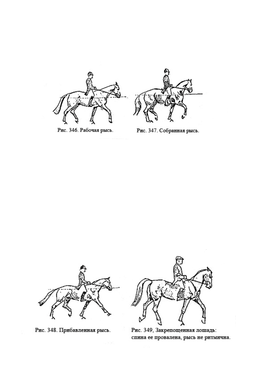 Собранная рысь. Манежная посадка на рыси. Манежная езда схема шаг Рысь. Техника верховой езды Рысь. Разновидности рыси в конном спорте.